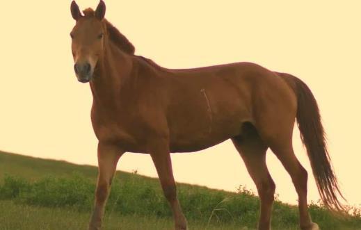 青梅竹马指什么生肖、前沿解释落实
