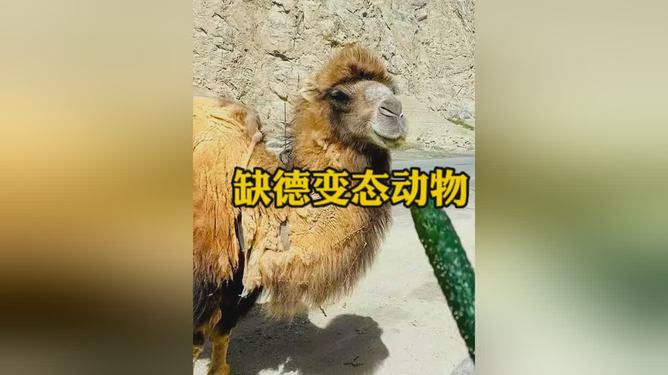 贱走关门打一动物，谜题与智慧的碰撞