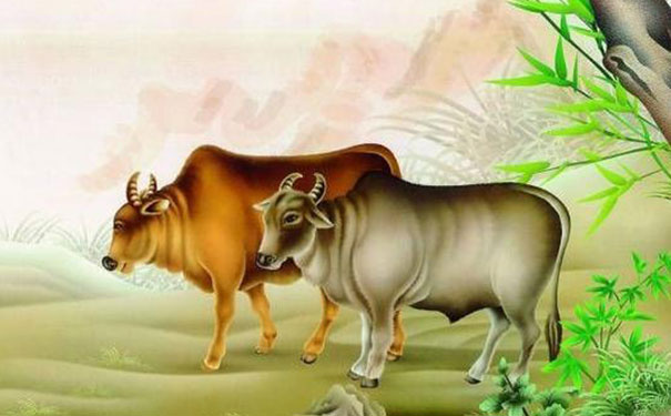 抓牛鼻子，揭秘属牛人的性格特点与学习策略