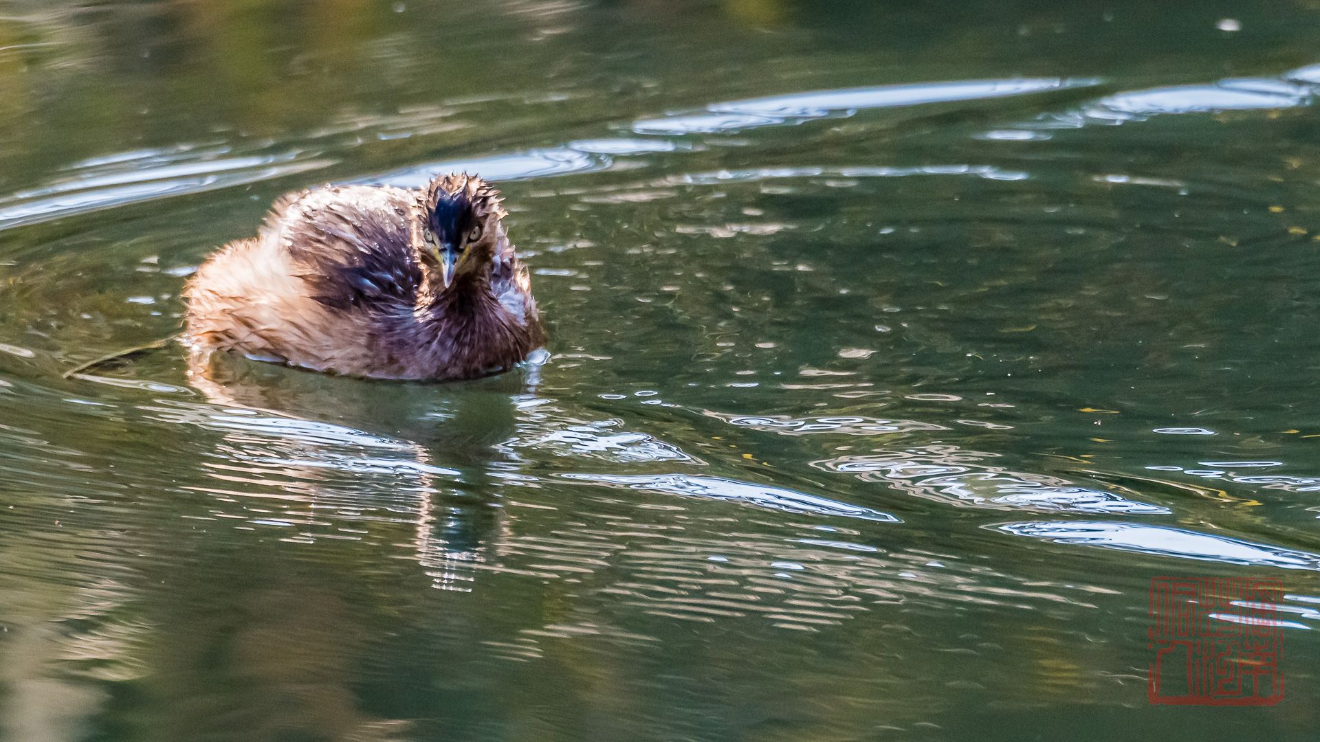 碧波荡漾打一最佳动物、专家作答落实解释 碧波荡漾打一最佳动物、专家作答落实解释