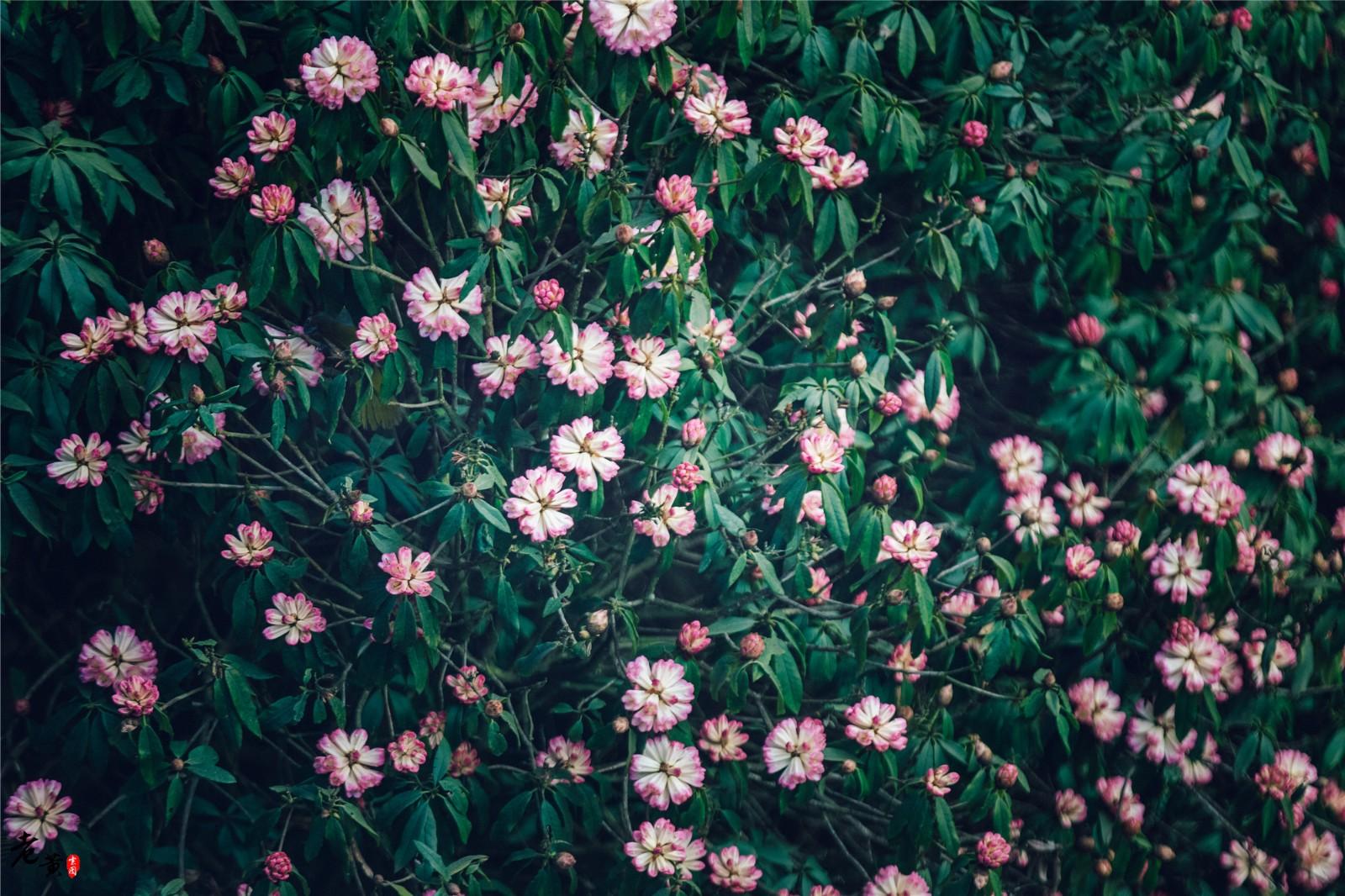 勤俭持家,蜜蜂的智慧与人类的美德 勤俭持家,蜜蜂的智慧与人类的美德