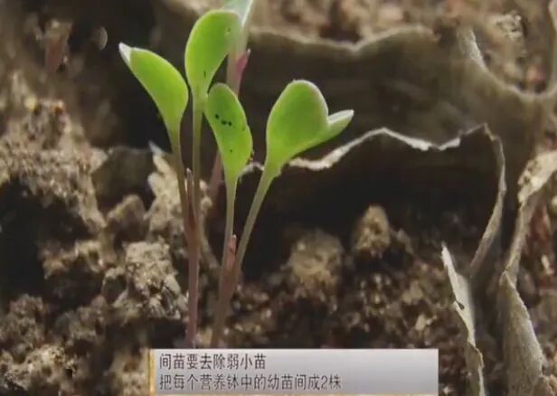 单根独苗是什么生肖、对决解释落实 单根独苗是什么生肖、对决解释落实