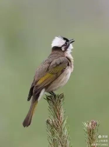 揭秘白头翁与特马猜生肖的奇妙联系 揭秘白头翁与特马猜生肖的奇妙联系