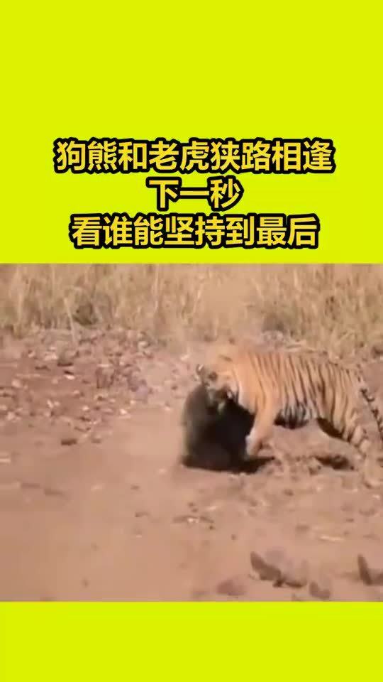 狭路相逢是什么生肖:谜底即将揭晓落实 狭路相逢是什么生肖:谜底即将揭晓落实