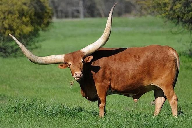 风雨同舟向前行，生肖牛的坚韧与担当