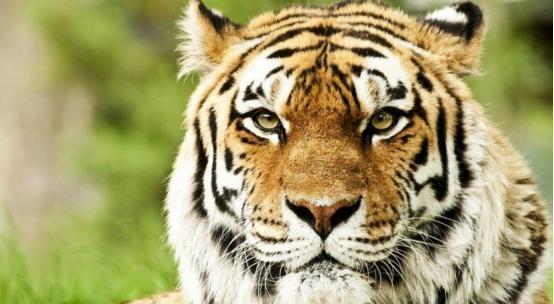 七走六后归一出是什么生肖、精准解释落实 七走六后归一出是什么生肖、精准解释落实