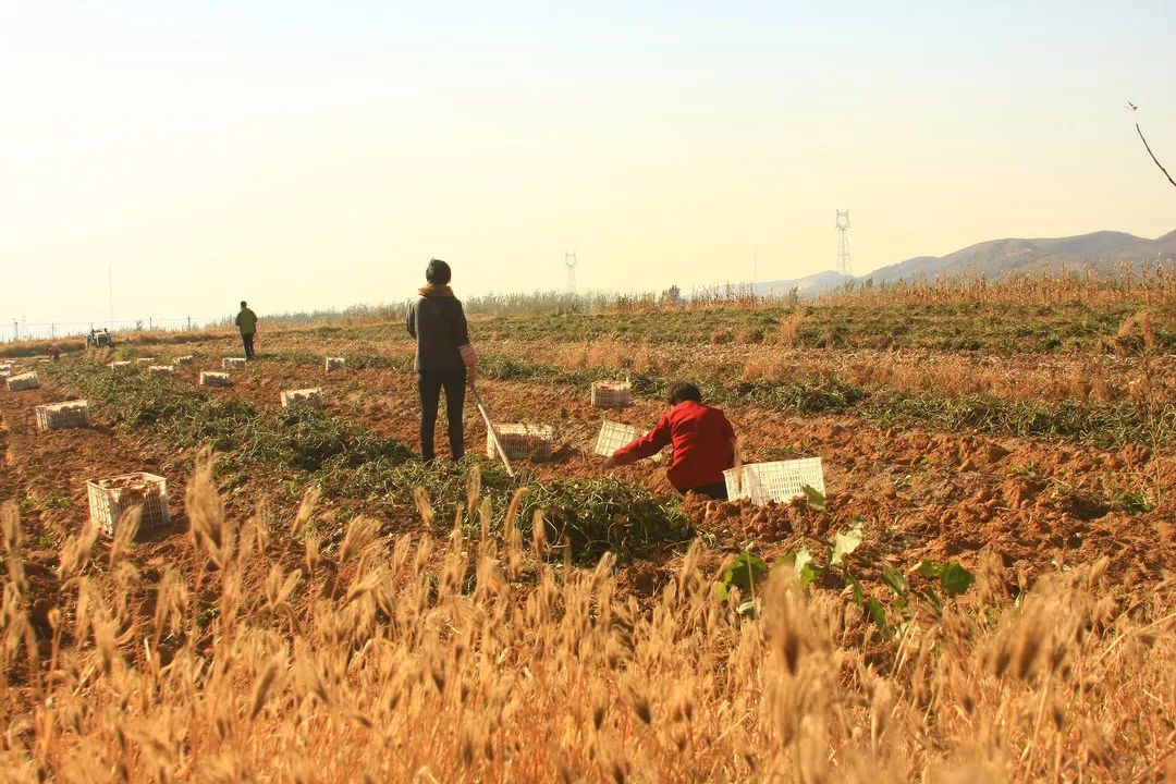 八面春风吹大地，生肖之谜与文化奥秘的深度解析