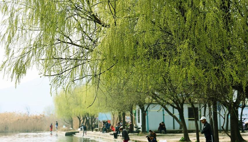 傍柳随花,诗意人生的浪漫诠释 傍柳随花,诗意人生的浪漫诠释