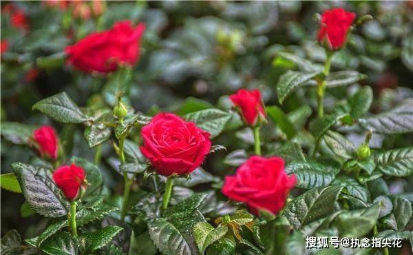 开花结果是什么生肖:最新解释落实 开花结果是什么生肖:最新解释落实
