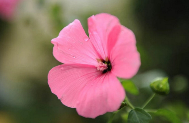 重见天日指什么生肖、解析作答落实解释