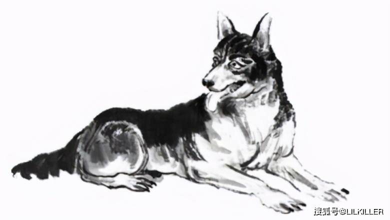 一无所获的生肖之谜，深度解析与最佳作答