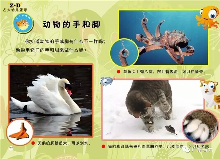 手足相连打一动物、探讨解释落实 手足相连打一动物、探讨解释落实