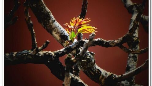 枯木逢春是什么生肖?马上为你揭晓落实 枯木逢春是什么生肖?马上为你揭晓落实