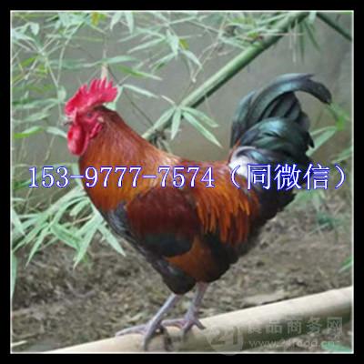 肉鸡价格行情:词语解析解答落实 肉鸡价格行情:词语解析解答落实