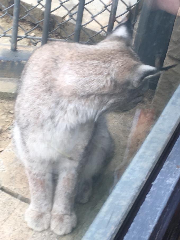 揭秘傍门依户之谜，一探究竟的动物谜底