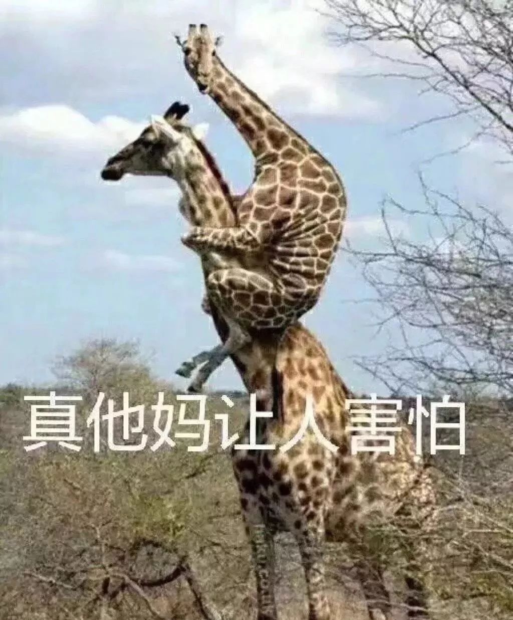 劈天盖地打一动物:全面揭晓解释落实