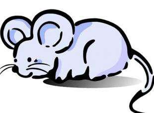 揭秘表里不一的动物，生肖中的双面角色