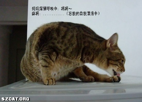 鸡零狗碎,揭秘背后的生肖寓意与正确生活态度 鸡零狗碎,揭秘背后的生肖寓意与正确生活态度