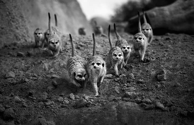 群魔乱舞中的精准动物发现，从现象到本质的探索