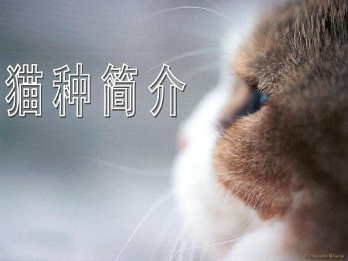 嫉恶好善打一准确的动物、探讨解释落实