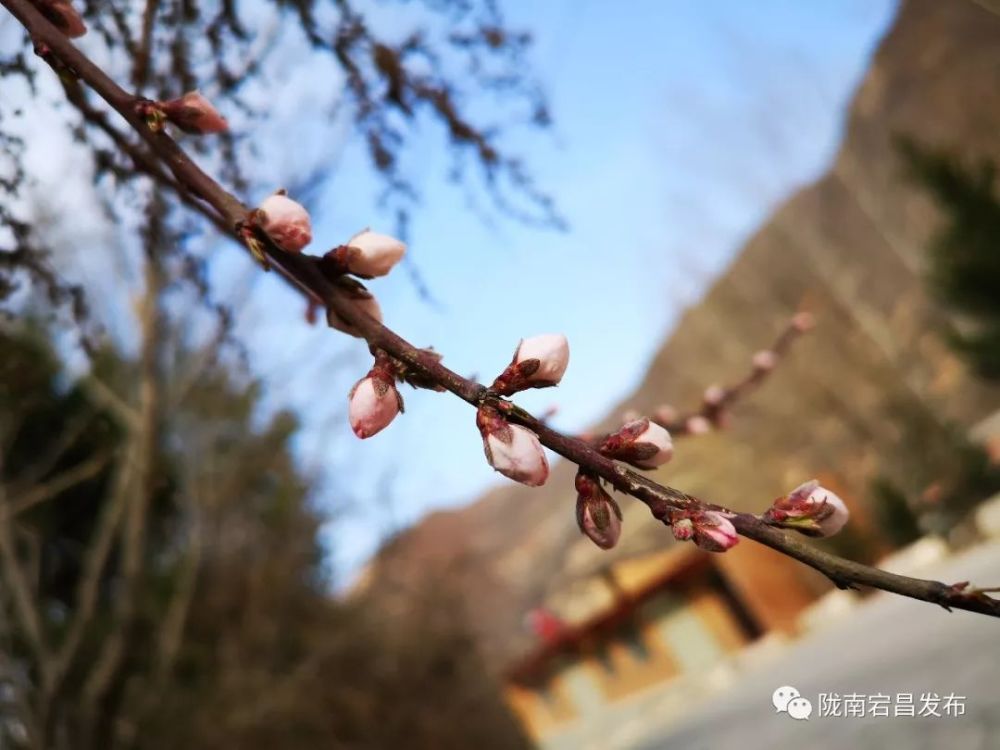 八面春风吹大地,生肖之谜与文化奥秘的深度解析 八面春风吹大地,生肖之谜与文化奥秘的深度解析