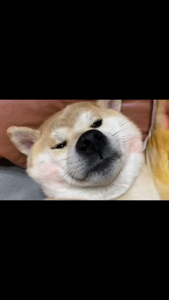 任人摆弄是什么生肖、热议作答落实解释