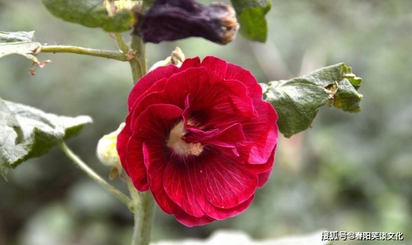 开花结果是什么生肖:最新解释落实 开花结果是什么生肖:最新解释落实