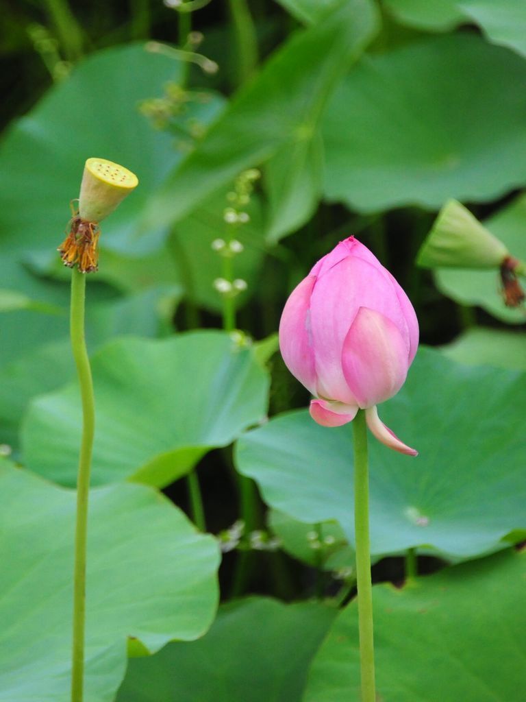 亭亭玉立，揭秘生肖背后的优雅与神秘