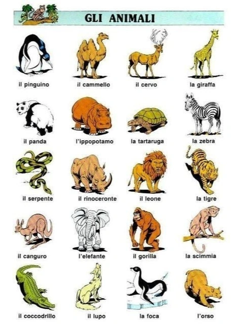 急中生智，揭秘最正确的动物及其答案解释与落实