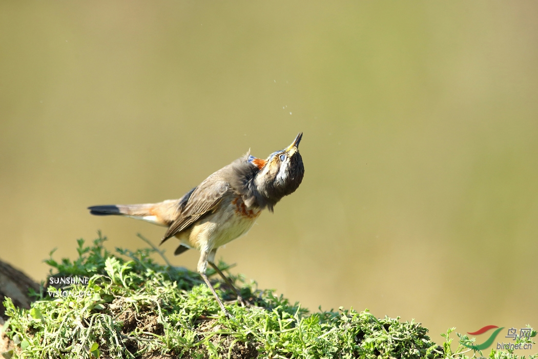 摇首顿足，最新解释与动物行为学的深度解析