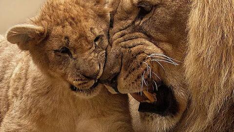 老八辈子最准确的动物、探讨解释落实 老八辈子最准确的动物、探讨解释落实