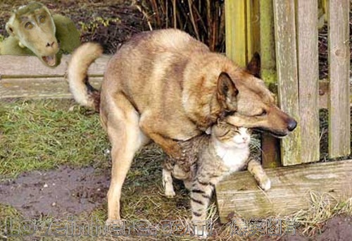 天女散花谜题新解,探索最新解释背后的动物寓意与落实实践 天女散花谜题新解,探索最新解释背后的动物寓意与落实实践