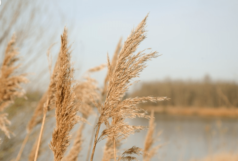 落落大方与精准生肖,一场文化与智慧的碰撞 落落大方与精准生肖,一场文化与智慧的碰撞