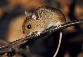 急中生智,生肖中的智慧之光—以鼠为例 急中生智,生肖中的智慧之光—以鼠为例