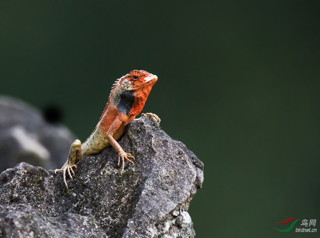 占山为王指什么生肖、全面作答落实解释 占山为王指什么生肖、全面作答落实解释