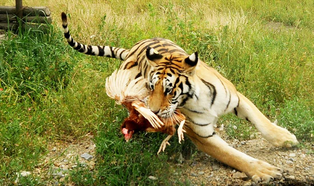 弱肉强食的生肖新解，创新与落实的智慧之光