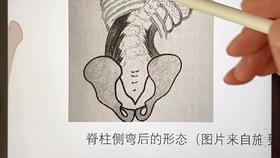 揭秘暗侵肌骨丧三层的生肖寓意与文化解读