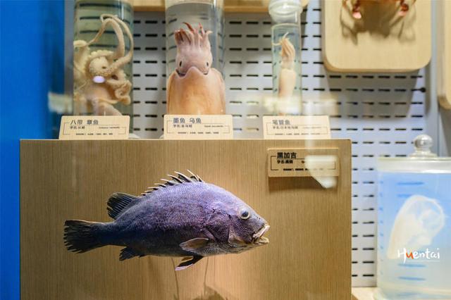 海说神聊打一动物、前沿作答落实解释