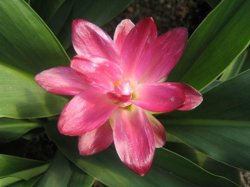 出水芙蓉是指什么生肖、佩服解释落实 出水芙蓉是指什么生肖、佩服解释落实