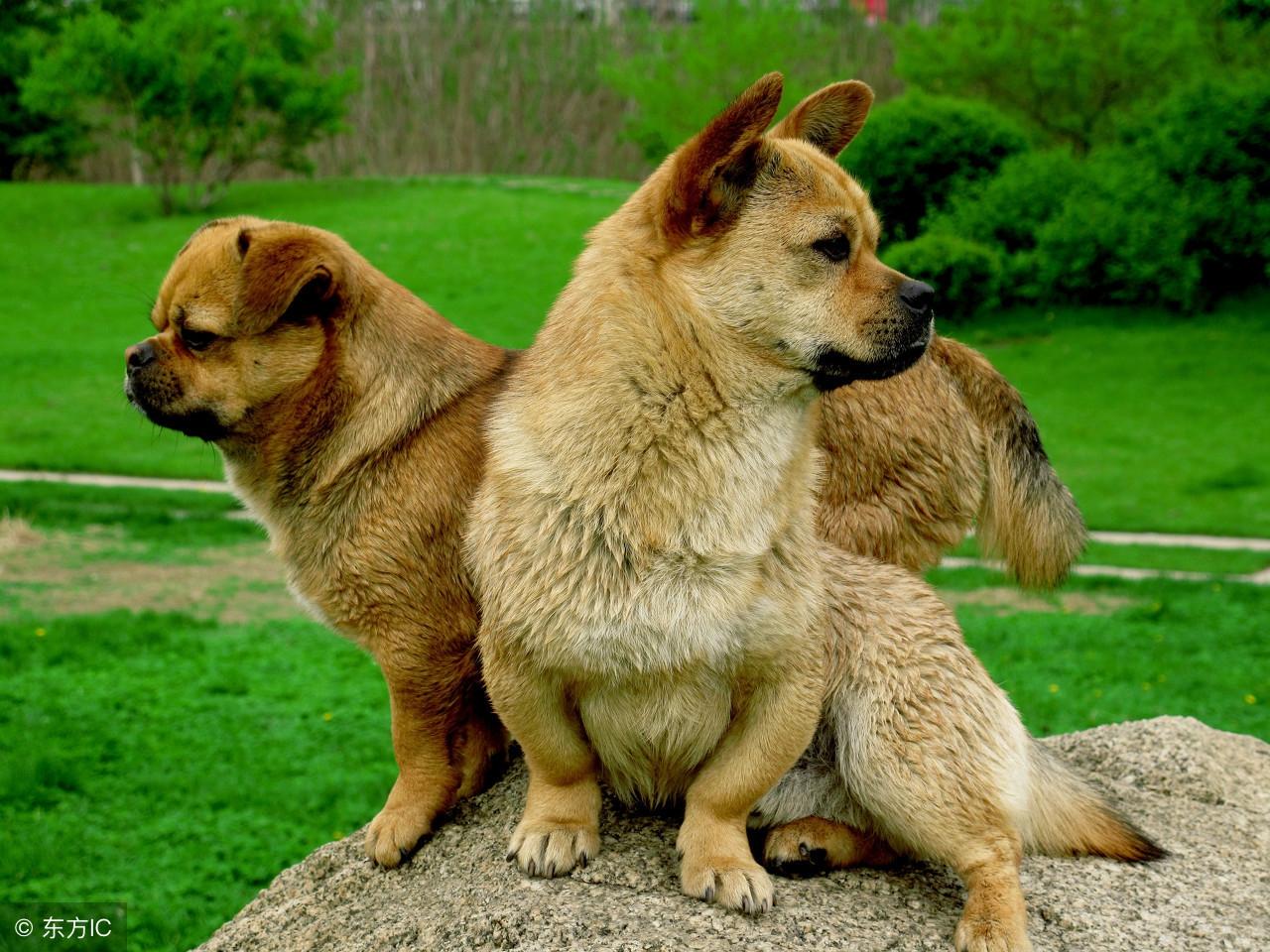 祸不单行什么生肖、前沿解释落实