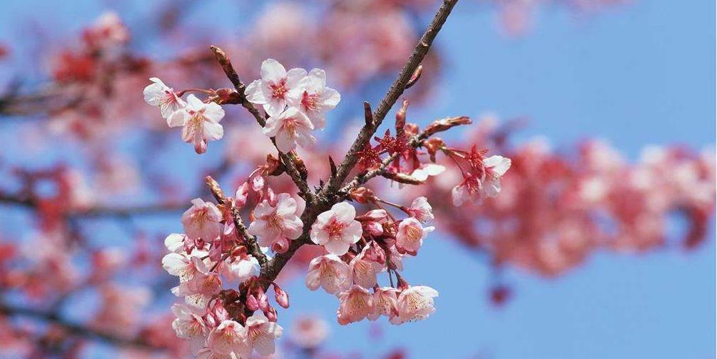 一八梅花二度开指什么生肖:谜底即将揭晓落实