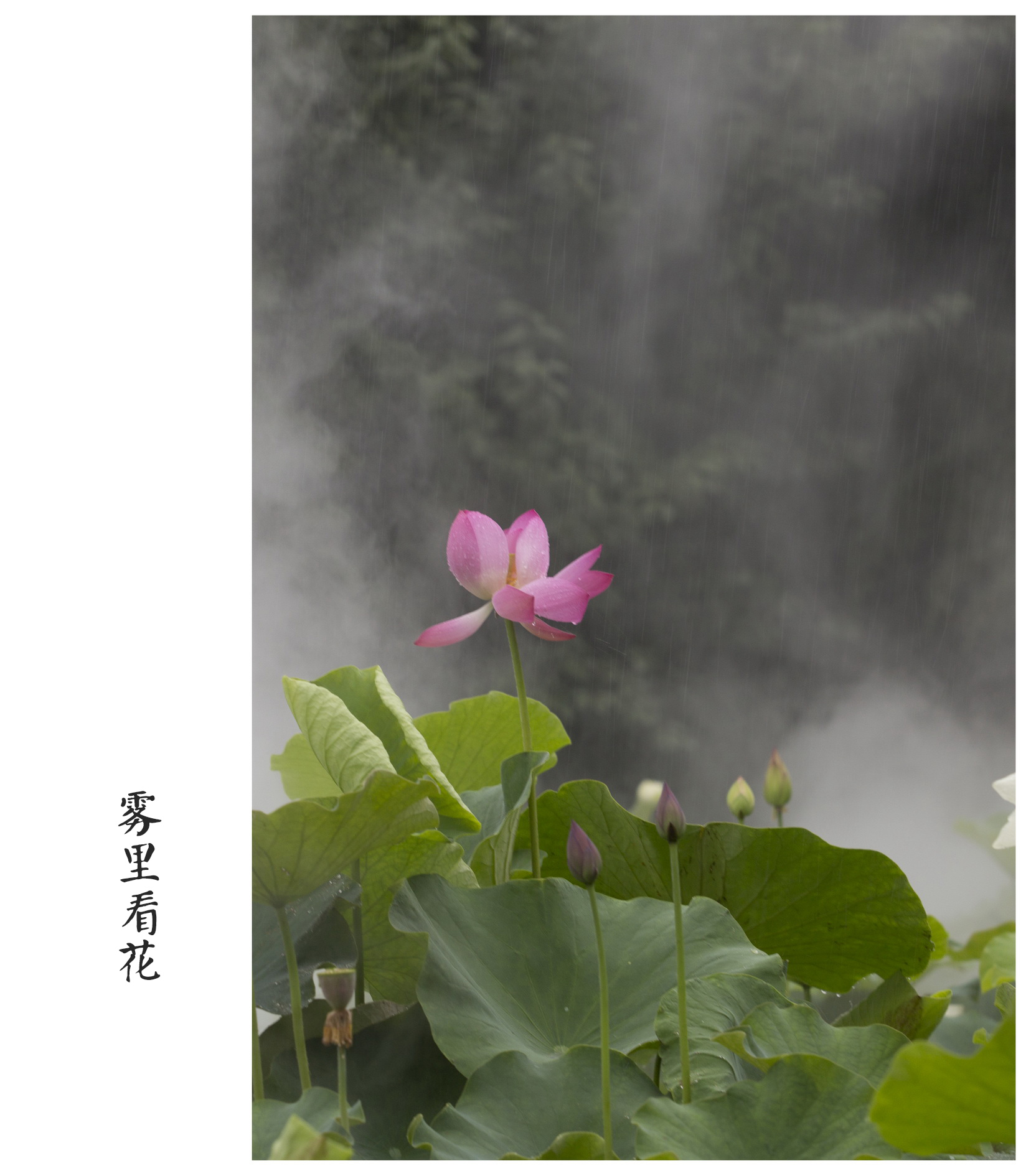 雾里看花，生肖之谜的独特解读