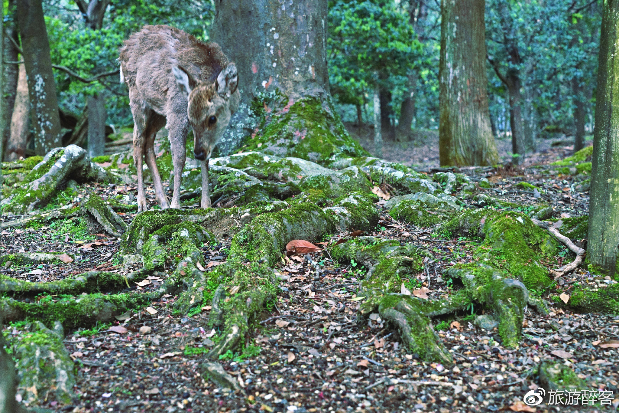 独霸森林，揭秘生肖中的森林之王