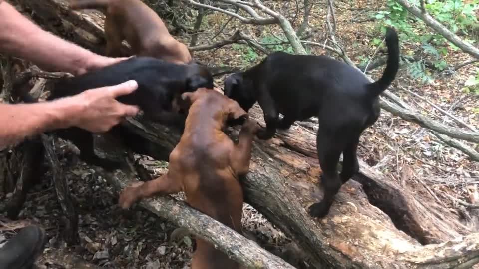 青面獠牙的动物，揭秘生肖中的神秘角色