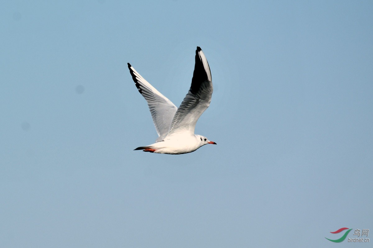 蓝天绿地鸟儿飞是什么生肖、创造解释落实