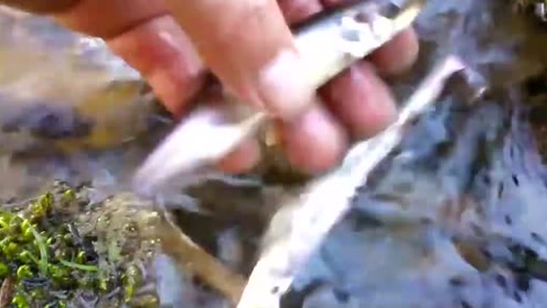 春蛙秋蝉是什么生肖、思考作答落实解释