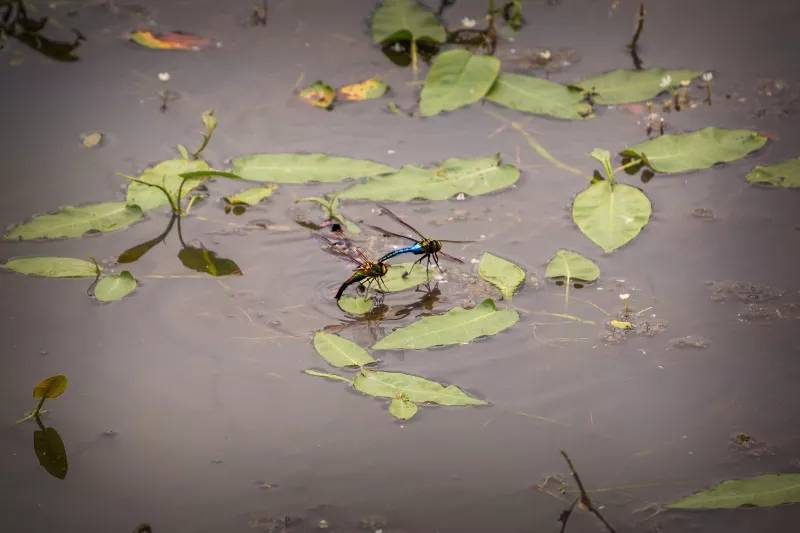 彷徨四顾是什么生肖:词语解析解答落实
