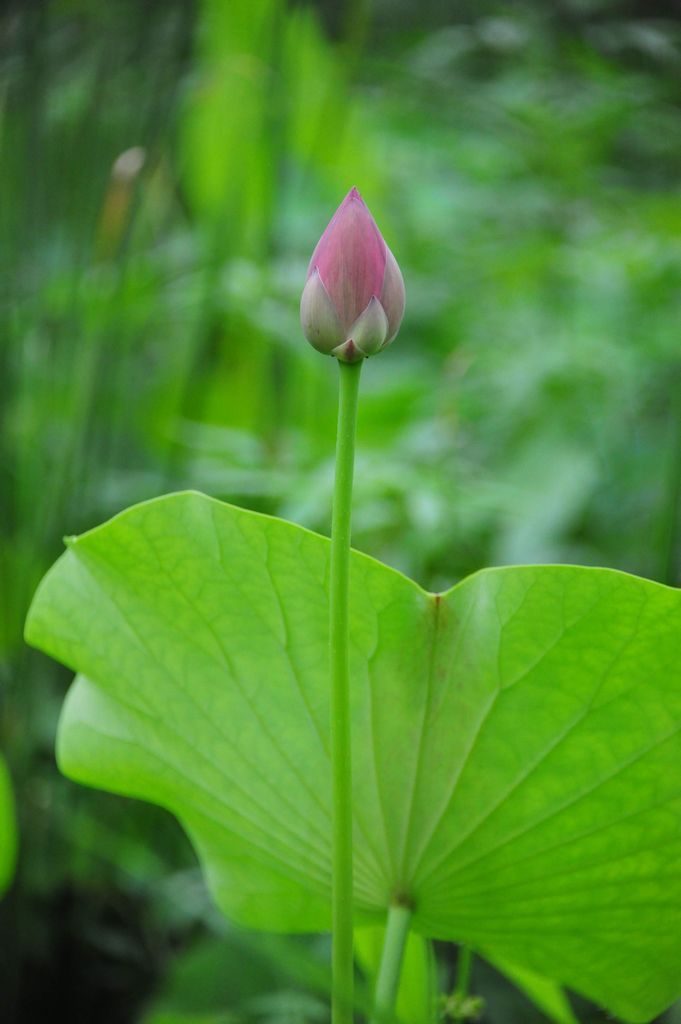 亭亭玉立,揭秘生肖背后的优雅与神秘 亭亭玉立,揭秘生肖背后的优雅与神秘