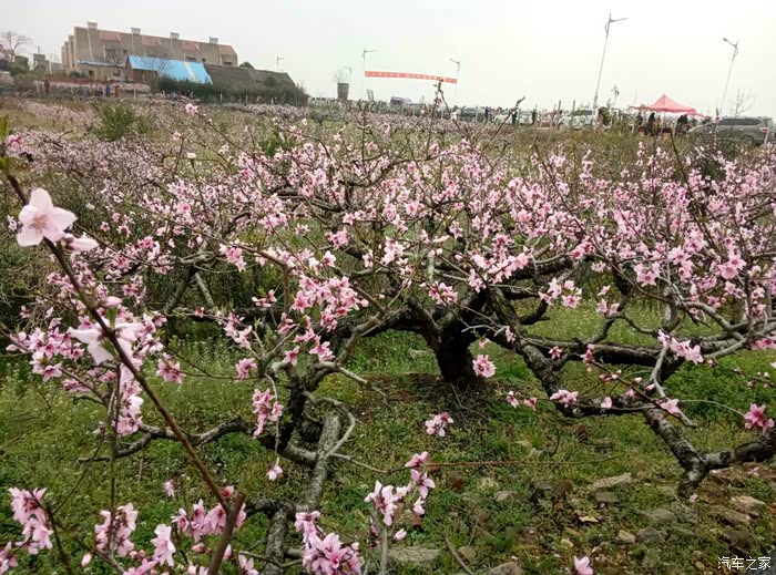 桃李争艳打一个生肖、激励解释落实