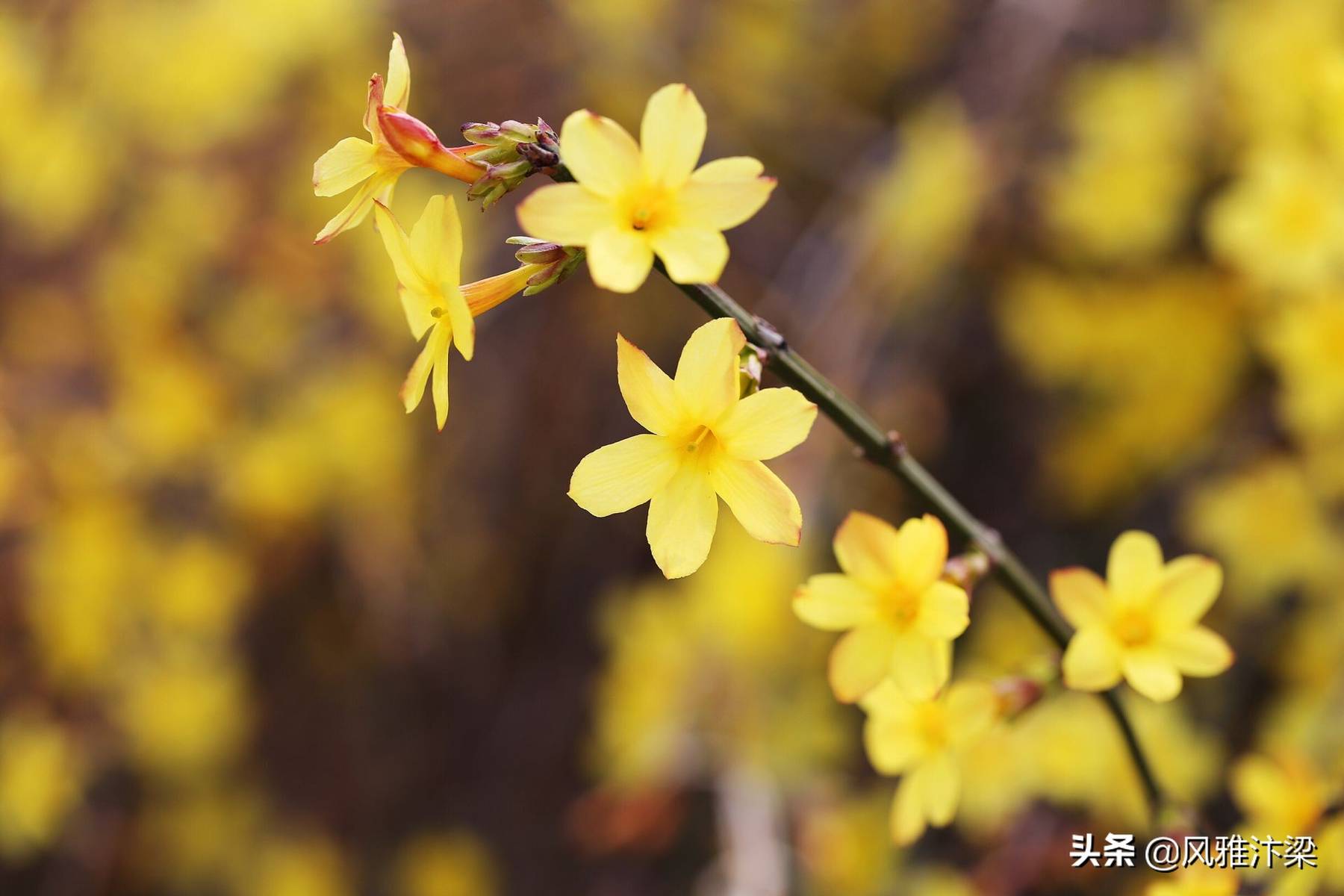 春光明媚指什么生肖、独特解释落实 春光明媚指什么生肖、独特解释落实